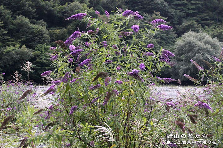 フサフジウツギ 野山の花たち 東北と関東甲信越の花