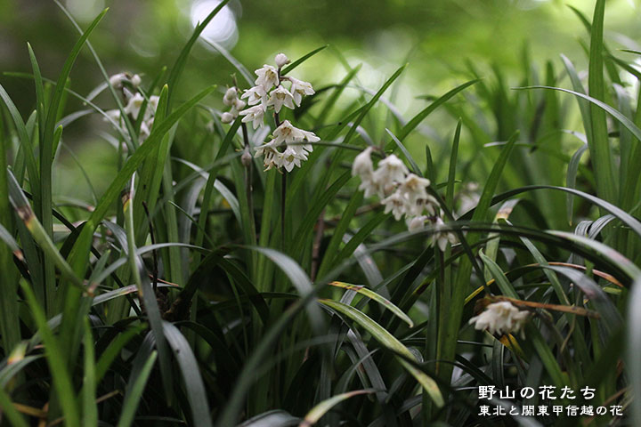 オオバジャノヒゲ 野山の花たち 東北と関東甲信越の花