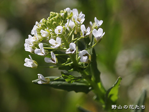 グンバイナズナ－花
