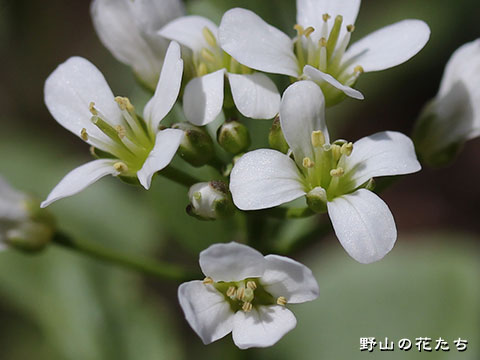 コシジタネツケバナ－花