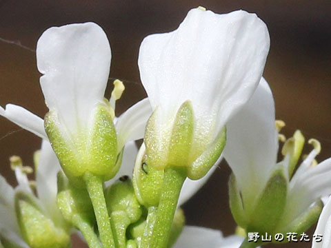 コシジタネツケバナ－花２