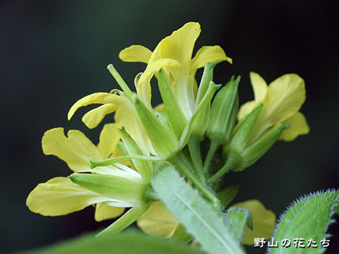 キバナハタザオ－花２