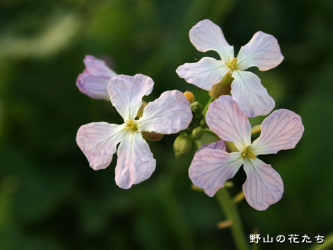 ハマダイコン－花