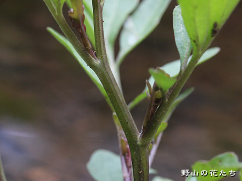 オオバタネツケバナ－茎