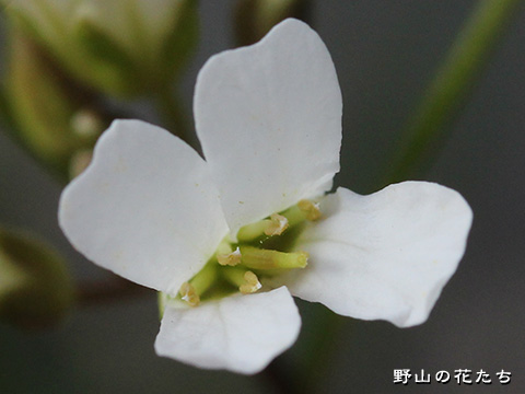 エゾイワハタザオ－花２