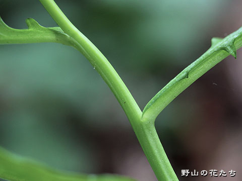 ミチバタガラシ－茎