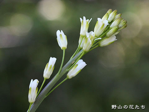 ハタザオ－花