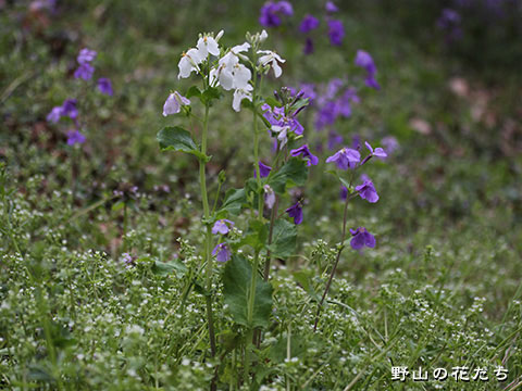 オオアラセイトウ－白花