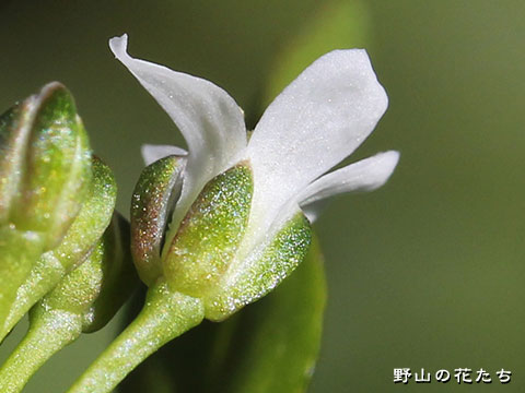 オオバタネツケバナ－花４