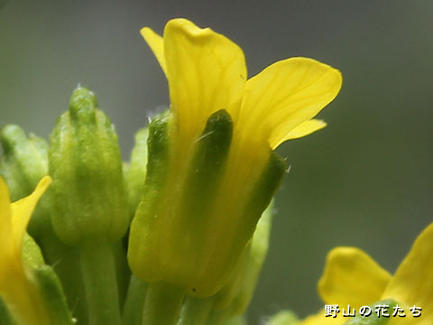 ハルザキヤマガラシ－花２
