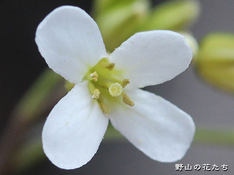 ミヤマハタザオ－花２