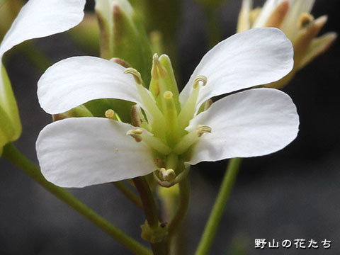 フジハタザオ－花