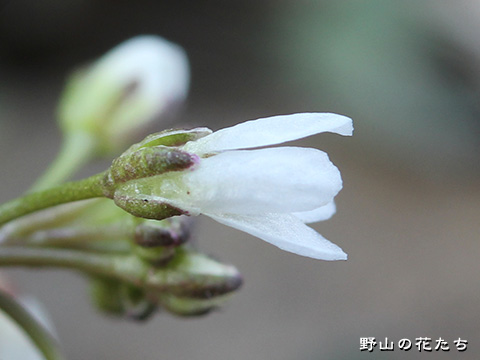 アキノタネツケバナ－花４