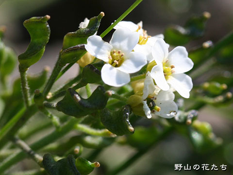 エゾイヌナズナ－花