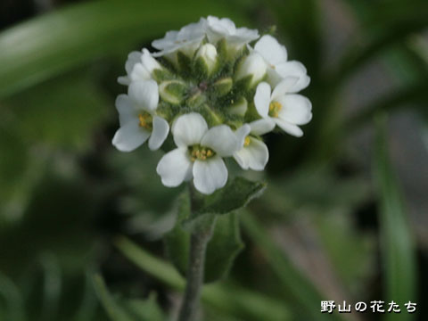 ハクホウナズナ－花