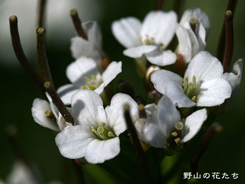 オオバタネツケバナ－花２