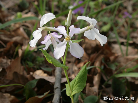 オオアラセイトウ－白花２