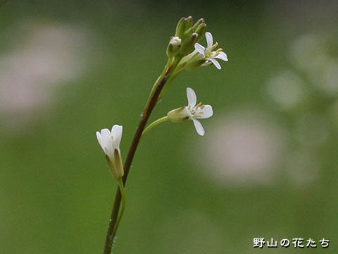 ヤマハタザオ－花