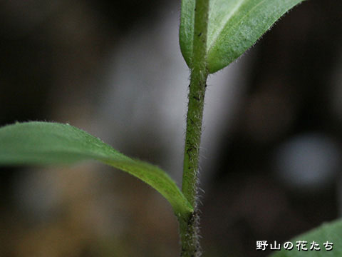ヘラハタザオ－茎葉３