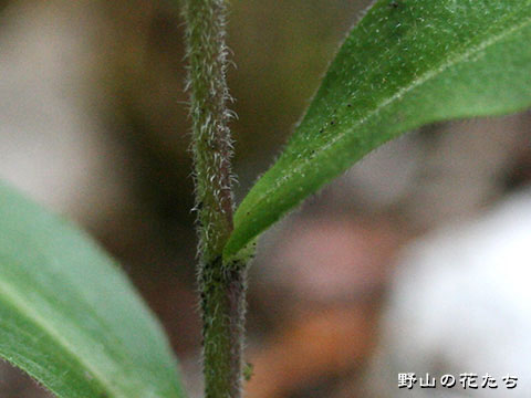 ヘラハタザオ－茎葉４
