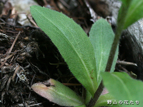 ヘラハタザオ－茎葉