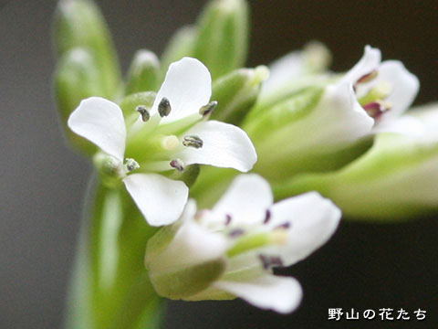 ヘラハタザオ－花
