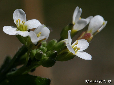 シロイヌナズナ－花
