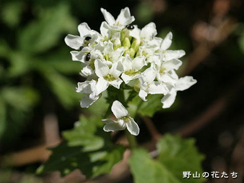 オオユリワサビ－花