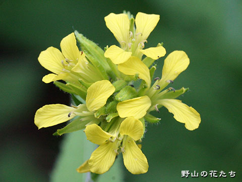 キバナハタザオ－花