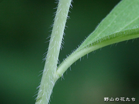 キバナハチザオ－茎