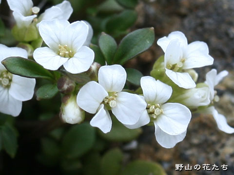 ミヤマタネツケバナ－花