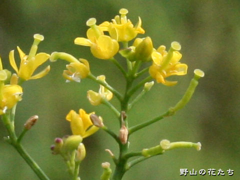 キレハイヌガラシ－花