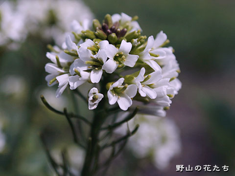 ハマハタザオ－花