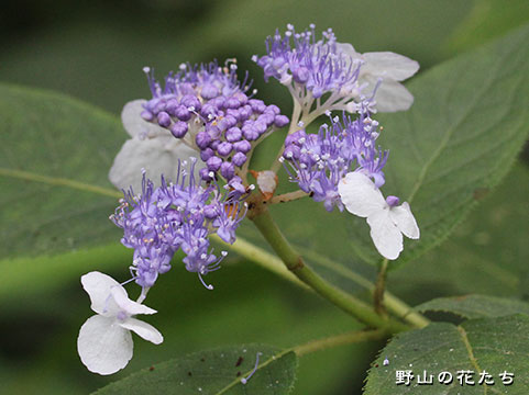 タマアジサイ－花