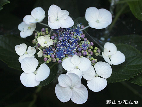 ガクアジサイ－花
