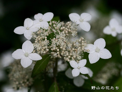 ヤマアジサイ－花