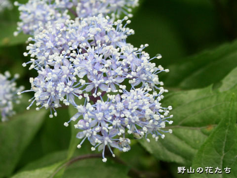 コアジサイ－花
