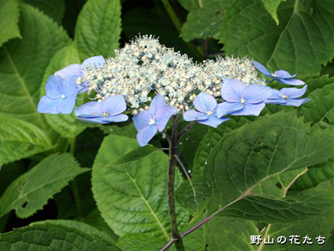 エゾアジサイ－花