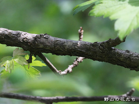 ヤブサンザシ－樹皮