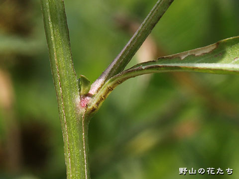 ウスゲチョウジタデ－茎