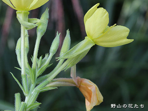 アレチマツヨイグサ－花