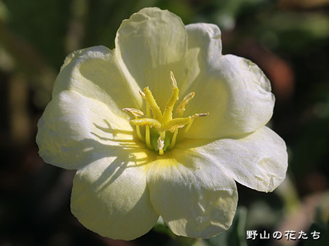 オオバナコマツヨイグサ－花