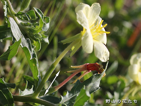 オオバナコマツヨイグサ－花３