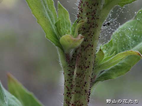 オオマツヨイグサ－茎