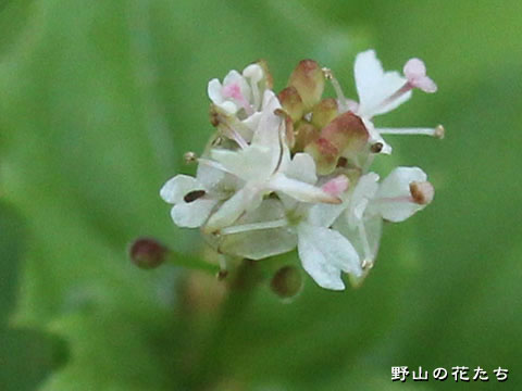 ミヤマタニタデ－花