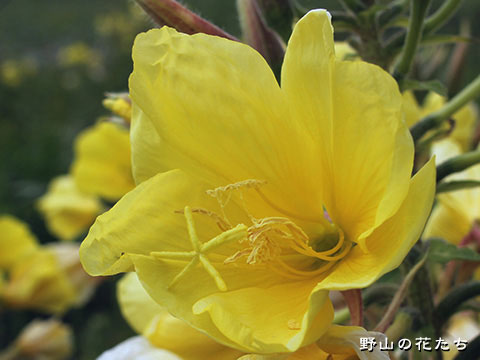 オオマツヨイグサ－花
