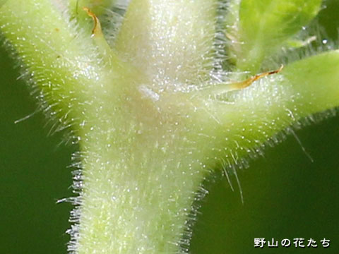 ウシタキソウ－茎２