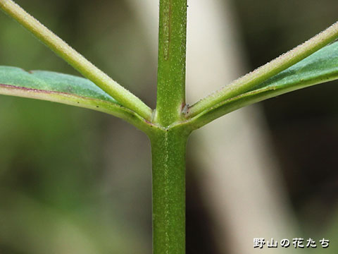 ホソバアカバナ－茎