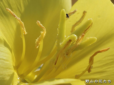 アレチマツヨイグサ－花３