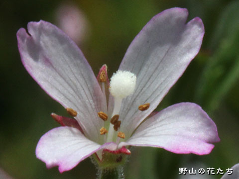 アカバナ雑種１－花
